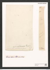 Nitzschia insignis var. mediterranea Grun. (de-Toni-Nr.: Genus 47, Species 2074) Zeichnungen Sammlung Grunow (NHMW-BOT-W0371952)